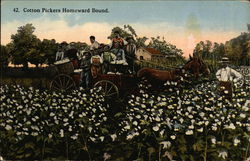 Cotton Pickers Homeward Bound Postcard