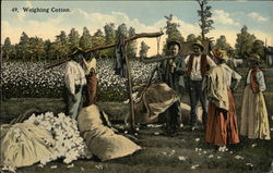 Weighing Cotton Farming Postcard Postcard Postcard