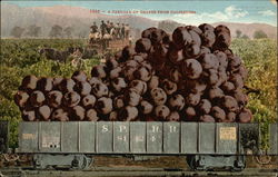 1886 - A Carload of Grapes From California Exaggeration Postcard Postcard Postcard