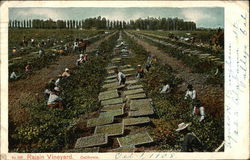 Raisin Vineyard California Postcard Postcard Postcard