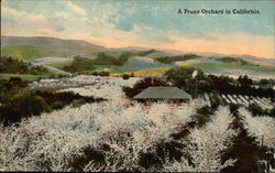 Prune Orchard California Postcard Postcard Postcard