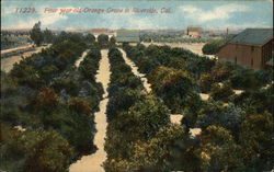 Four Year Old Orange Grove Postcard