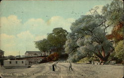 The Old Willows on Peaks Island Beach Postcard