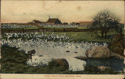 Austin Goose Farm Postcard