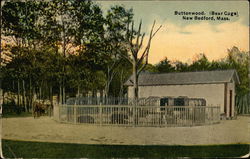 Buttonwood (Bear Cage) New Bedford, MA Postcard Postcard Postcard