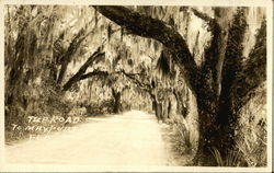 The Road to Mayport, Florida with Trees as a Canopy Postcard Postcard Postcard