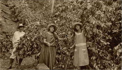 Coffee Plantation Coffee & Tea Postcard Postcard Postcard