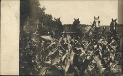 Horses and Farmer Harvesting the Corn Farming Postcard Postcard Postcard