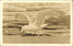 Sea Gull with Open Wings Birds Postcard Postcard Postcard