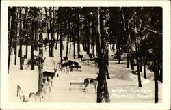 Winter Guests at Meinel's Resort Deer Postcard Postcard Postcard