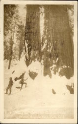 Along the Trail to the Congress Group in Winter, Sequoia National Park Postcard