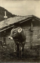 Cow Wearing a Tophat. Postcard