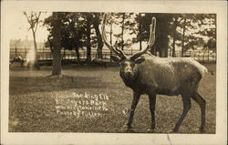 Visit the Bull Elk at Bill Myer's Park, Wshingtonville, PA Pennsylvania Postcard Postcard Postcard