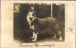 Dog Named Primrose Dogs Postcard Postcard Postcard