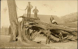 Old Elm Tree Destroyed April 19,1909 Townshend, VT Postcard Postcard Postcard