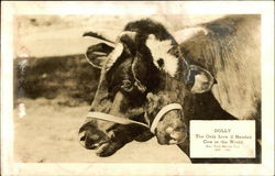 Dolly, The Only Live 2 Headed Cow in the World Postcard