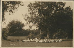 Flock of Geese in Field Postcard Postcard Postcard