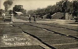 JT Toomy's Ranch Healdsburg, CA Postcard Postcard Postcard