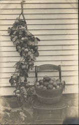 Basket of Fruit on Chair and Branch of Fruit Hanging Postcard