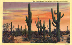 Sentinels Of The Desert Postcard