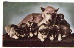 Husky Dog and Pups Dogs Postcard Postcard