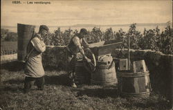 Wine-making: Les vendanges (The Harvest) France Farming Postcard Postcard