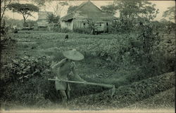 Chinese Farmer Singapore Southeast Asia Postcard Postcard