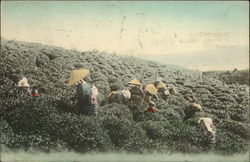 Tea Harvesting Postcard