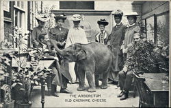 Baby Elephant in the Arboretum, Old Cheshire Cheese London, England Postcard Postcard