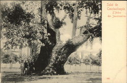 L'Arbre des Jannissaires Postcard