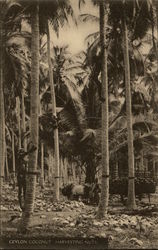 Coconut Harvesting Nuts Postcard