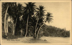 Cocoa Palms Port of Spain, Trinidad Caribbean Islands Postcard Postcard