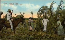 Cutting Sugar Cane Cuba Postcard Postcard