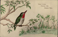 Illustration of Native Robin Postcard