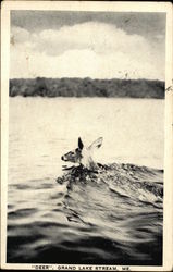 "Deer" in the Water Postcard