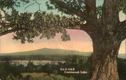 Monadnock Mountain from the Old Oak, Contoocook Lake Jaffrey, NH Postcard Postcard Postcard