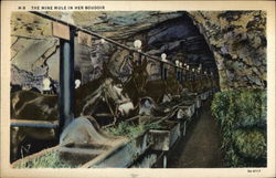 The Mine Mule in Her Boudoir Mining Postcard Postcard Postcard