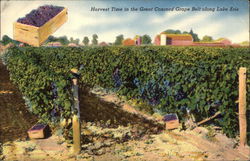 Harvest Time in the Great Concord Grape Belt along Lake Erie New York Postcard Postcard Postcard