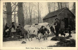 Maple Sugar Making Time Postcard