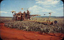 Pineapple Harvesting in Our 50th State, Hawaii Farming Postcard Postcard Postcard