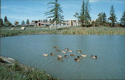 University of Maine - Sennett Hall and UMM Pond Postcard