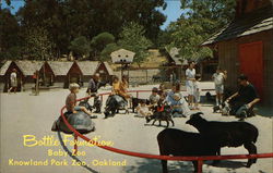 Bottle Formation, Baby Zoo, Knowland Park Zoo Postcard