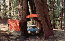 Original Drive-Thru Tree, Historical Shrine Tree Redwood National Forest, CA Postcard Postcard Postcard