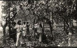 Trinidad Cocoa - Harvesting the pods. Postcard