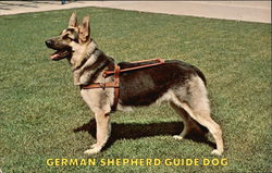 German Shepherd Guide Dog Dogs Postcard Postcard Postcard