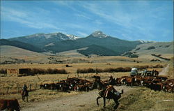 Cattle Roundup Near the Tobacco Root Mountains Postcard