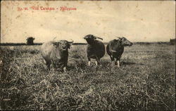 Wild Carabaos Philippines Southeast Asia Postcard Postcard Postcard