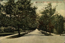 Stanford University - Salvatierra Row Postcard