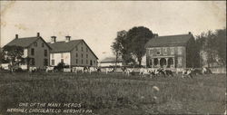 Hershey Chocolate Co. - Herd of Cows Pennsylvania Postcard Postcard Postcard