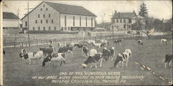 One of The Numerous Herds on our 4000 acres devoted to milk raising exclusively Hershey Cholcolate C Pennsylvania Postcard Postc Postcard